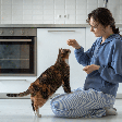 8 dicas para saber se o seu gato está saudável