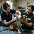 Prefeitura de Dourados vacina quase 700 animais de ONGs e estende campanha