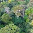 Incêndios na Amazônia registram mínimo histórico em 2025