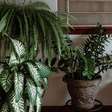 Plantas para Transformar o Astral da Sua Casa com Estilo e Energias Positivas
