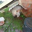 Denúncia anônima mobiliza autoridades e resgata cão mantido preso no RS
