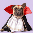 Diários de um Vampiro: 10 nomes para cachorro inspirados na série