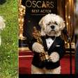 E o Oscar vai para o cachorro que mancou a noite inteira e, na consulta, saiu correndo