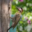 Pica-pau: curiosidades e habilidades que fazem dessa ave uma das mais fascinantes da natureza