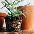 Como mudar a sua planta de vaso da maneira correta