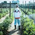 Mesmo pesticidas considerados "seguros" podem aumentar risco de câncer