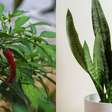 8 plantas para atrair sorte e boas energias na sua casa