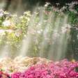 5 plantas que gostam de sol para deixar o seu jardim mais bonito