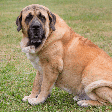 Mastim espanhol: conheça as características do cachorro dessa raça
