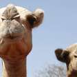 Nem eles aguentam: camelos africanos sofrem com calor excessivo no deserto