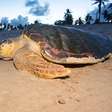 Os animais mais lentos da Terra e por que se movem tão devagar