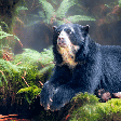 Urso-de-óculos: 7 curiosidades sobre o único urso nativo da América do Sul