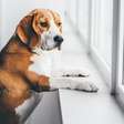 Deixar o cachorro sozinho é maus-tratos? O que diz a lei e os cuidados necessários