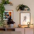 7 plantas para apartamento que são bonitas e fáceis de cuidar