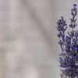 Quer cultivar lavanda em casa? Veja dicas!