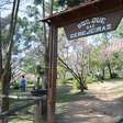 Parque do Carmo realiza 46ª Festa das Cerejeiras