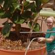 Jardineiros especialistas concordam: "regar as plantas às três da tarde é como despejar um balde de água fervente sobre elas"