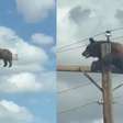 Urso sobe em poste de energia e mobiliza equipes de resgate nos EUA