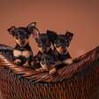 Vai adotar um pinscher? Veja 20 nomes inspirados em filmes e séries