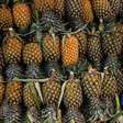 Como plantar abacaxi em vaso e colher o fruto no seu quintal