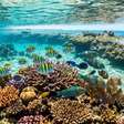 Cidade em Alagoas atrai visitantes com praias de mar azul-turquesa e área de conservação marinha
