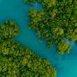 Dia Mundial da Proteção dos Manguezais: entenda a importância desse ecossistema