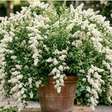 O arbusto parecido com chuva de flores que está dominando jardins