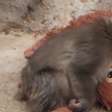 Após viralizar na internet, Macaco Punch completa um ano; veja como ele está hoje