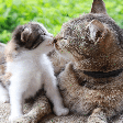 8 dicas para apresentar um filhote para um gato mais velho