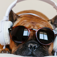 Músicas fazem bem ou mal para os animais? Veja o que diz a ciência