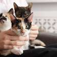 O que significa quando uma pessoa tem muitos gatos, de acordo com a psicologia?