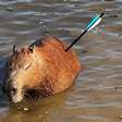 Capivara atingida com flecha morre após resgate em represa de São Paulo