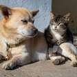 Cães e gatos abandonados são responsabilidade dos municípios, determina STF