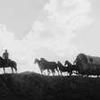 Hoje no streaming: Um dos melhores filmes de faroeste de John Wayne ao lado de um grande e essencial cineasta do gênero