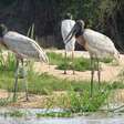 Tuiuiú: curiosidades sobre a ave símbolo do Pantanal