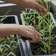 Dia do Agricultor: 5 dicas para cultivar seus próprios alimentos em casa