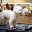 Pet Shop de Porto Alegre terá de indenizar família após Poodle perder parte do rabo em tosa