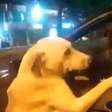 Labrador corre atrás de carro por seis quarteirões e vídeo gera revolta nas redes sociais no Equador