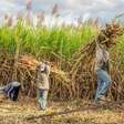 El Niño reduz chuvas e ameaça safra de cana-de-açúcar em Pernambuco