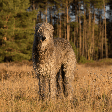 Deerhound: conheça as características do cachorro dessa raça