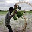 Combinação de El Niño e guerras pressiona segurança alimentar global