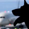 Aérea italiana permitirá cães de até 30 kg na cabine do avião