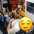 Cachorro 'caramelo' emociona socorristas ao acompanhar tutor em atendimento do Samu em SC
