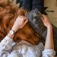 Como o seu signo influencia na escolha entre gatos e cachorros!