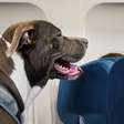 Cães de grande porte na cabine do avião: o que muda com a nova regra da Ita Airways