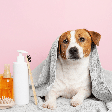Banho no inverno: 6 dicas para garantir a segurança e o conforto dos animais