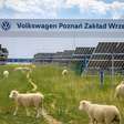 Volkswagen colocou ovelhas para pastar sob 31 mil painéis solares. O resultado foi bom para os animais e para o meio ambiente