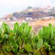 Nopales: conheça o cacto ancestral usado pelos astecas que virou símbolo da culinária e da identidade do México