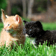 Nomes combinando: 10 opções interessantes para dois gatos