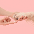 Almofadinhas ressecadas: veja como evitar e tratar esse problema nas patas dos pets
